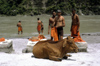 India - Uttaranchal - Rishikesh: Hindu pilgrims and sacred cow by the Ganges river - photo by W.Allgwer