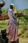 South India: rice harvest - photo by W.Allgwer Reisanbau: Im letzten Arbeitsgang des Reisanbaus erfolgt nach etwa vier bis sechs Monaten Trockenlegung der Felder und Ernte mit Hand-Sicheln oder Sichelringen, Bndelung der Pflanzen und Abtransport oder