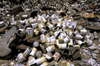 India - Ladakh - Jammu and Kashmir: rubbish - pile of empty cans - photo by W.Allgwer