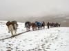 India - Ladakh - Jammu and Kashmir: caravan in the snow - photos of Asia by Ade Summers
