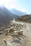 India - Manali to Leh highway: sheep - photo by M.Wright