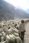 India - Manali to Leh highway: shepherd and his goats - photo by M.Wright