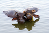 Varanasi / Benares, UP, India: water buffaloes in the Ganga river - photo by M.Wright