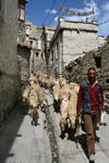 Leh, Ladakh, Jammu and Kashmir, India: a shepherd and his flock - photo by M.Wright