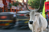 Jaipur, Rajasthan, India: cow and traffic - photo by M.Wright