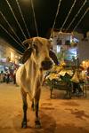 Pushkar, Rajasthan, India: cow at night - photo by M.Wright