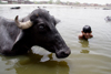 Agra, Uttar Pradesh, India: oxen close up - boys playing in the Yamuna river - photo by G.Koelman