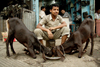 New Delhi, India: street life - goats eating - photo by G.Koelman