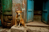 New Delhi, India: stray dog in an alley with a dog in the Old City - photo by G.Koelman
