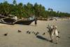 India - Goa: fishing boats and cow - Palolem Beach - photo by M.Wright