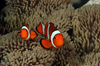 Wakatobi archipelago, Tukangbesi Islands, South East Sulawesi, Indonesia: pair of clownfish / anemonefish - Amphiprion ocellaris - Banda Sea - Wallacea - photo by D.Stephens