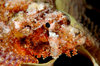 Wakatobi archipelago, Tukangbesi Islands, South East Sulawesi, Indonesia: scorpionfish - Scorpaenopsis sp - Banda Sea - Wallacea - photo by D.Stephens