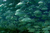 Wakatobi archipelago, Tukangbesi Islands, South East Sulawesi, Indonesia: shoal of big-eye trevally - Caranx sexfasciatus - family Carangidae - Banda Sea - Wallacea - photo by D.Stephens