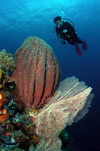 Wakatobi archipelago, Tukangbesi Islands, South East Sulawesi, Indonesia: diver and barrel sponge - scuba diving - Banda Sea - Wallacea - photo by D.Stephens