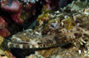 Wakatobi archipelago, Tukangbesi Islands, South East Sulawesi, Indonesia: crocodile fish head - Cymbacephalus beauforti - Banda Sea - Wallacea - photo by D.Stephens