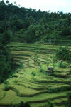 Indonesia - Bali: terraced rice fields - photo by M.Sturges