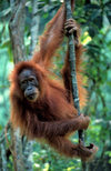 Bukit Lawang, North Sumatra, Indonesia: Sumatran Orangutan in the jungle - Pongo abelii - photo by S.Egeberg