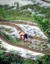Java: worker on a milky rice field (photo by M.Sturges)