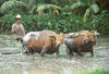 Indonesia - Bali: cattle plowing rice field - Water Buffaloes - Bubalus bubalis - photo by Mona Sturges