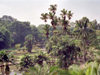 Java - Bogor, Indonesia: Botanical Gardens - photo by M.Bergsma