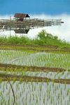 Indonesia - West Sumatra: Lake Maninjau / Danau Maninjau - fishing hut and rice field - photo by P.Jolivet