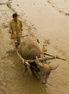 Indonesia - West Sumatra: Lake Maninjau - farmer and buffalo work in the mud - photo by P.Jolivet