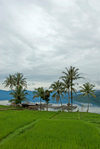 Indonesia - West Sumatra: Lake Maninjau - rice field - photo by P.Jolivet