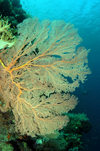 Wakatobi archipelago, Tukangbesi Islands, South East Sulawesi, Indonesia: knotted fan coral on wall - Banda Sea - Wallacea - photo by D.Stephens