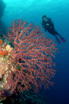 Wakatobi archipelago, Tukangbesi Islands, South East Sulawesi, Indonesia: diver over fan coral - Banda Sea - Wallacea - photo by D.Stephens