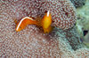 Wakatobi archipelago, Tukangbesi Islands, South East Sulawesi, Indonesia: pair of Skunk Clownfish - Amphiprion sandaracinos - Banda Sea - Wallacea - photo by D.Stephens