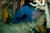 Wakatobi archipelago, Tukangbesi Islands, South East Sulawesi, Indonesia: diver in cavern of soft corals - Banda Sea - Wallacea - photo by D.Stephens