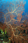 Wakatobi archipelago, Tukangbesi Islands, South East Sulawesi, Indonesia : knotted fan coral - Acabaria splendens - Banda Sea - Wallacea - photo by D.Stephens