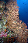Wakatobi archipelago, Tukangbesi Islands, South East Sulawesi, Indonesia: knotted fan coral and the blue - Acabaria splendens - Banda Sea - Wallacea - photo by D.Stephens