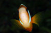 Wakatobi archipelago, Tukangbesi Islands, South East Sulawesi, Indonesia: Clark's anemonefish / Yellowtail clownfish - Amphiprion clarkii - Banda Sea - Wallacea - photo by D.Stephens