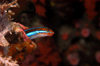 Wakatobi archipelago, Tukangbesi Islands, South East Sulawesi, Indonesia: Blue lined sabretooth blenny - Plagiotremus rhinorhynchos - Banda Sea - Wallacea - photo by D.Stephens