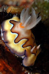 Wakatobi archipelago, Tukangbesi Islands, South East Sulawesi, Indonesia: sea slug - Chromodoris coi, a dorid nudibranch - Banda Sea - Wallacea - photo by D.Stephens