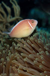 Wakatobi archipelago, Tukangbesi Islands, South East Sulawesi, Indonesia: pink skunk clownfish / anemonefish - Amphiprion perideraion - family Pomacentridae - Banda Sea - Wallacea - photo by D.Stephens