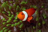 Wakatobi archipelago, Tukangbesi Islands, South East Sulawesi, Indonesia: Clownfish in a Ritteri anemone / False Percula Clownfish - Amphiprion ocellaris - Banda Sea - Wallacea - photo by D.Stephens