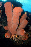 Wakatobi archipelago, Tukangbesi Islands, South East Sulawesi, Indonesia: Tube sponge in the coral reef - Banda Sea - Wallacea - photo by D.Stephens