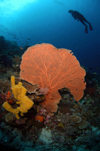 Wakatobi archipelago, Tukangbesi Islands, South East Sulawesi, Indonesia: diver above fan coral - Banda Sea - Wallacea - photo by D.Stephens