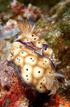 Wakatobi archipelago, Tukangbesi Islands, South East Sulawesi, Indonesia: mating nudibranchs - Chromodoris kuniei, sea slugs - Banda Sea - Wallacea - photo by D.Stephens