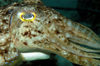 Wakatobi archipelago, Tukangbesi Islands, South East Sulawesi, Indonesia: Broadclub cuttlefish head - Sepia latimanus - Banda Sea - Wallacea - photo by D.Stephens