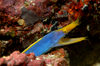 Wakatobi archipelago, Tukangbesi Islands, South East Sulawesi, Indonesia: Blue ribbon eel / Ribbon moray - Rhinomuraena quaesita - family Muraenidae - Banda Sea - Wallacea - photo by D.Stephens