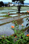 Indonesia - Bali: flooded rice field near the coast - race paddies - photo by M.Sturges