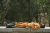 Iran: a gardener takes a siesta - photo by W.Allgower