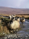Ireland - County Donegal: sheep on the road (photo by R.Wallace)