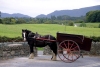 Ireland - Killarney (county Kerry): horse and cart (photo by R.Wallace)