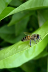 Israel - bee on a leaf - photo by Efi Keren