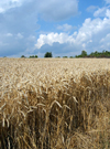 Israel - wheat field - agriculture - photo by E.Keren