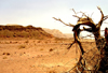 Israel - Eilat - Timna Valley Park: the power of the desert- photo by Efi Keren